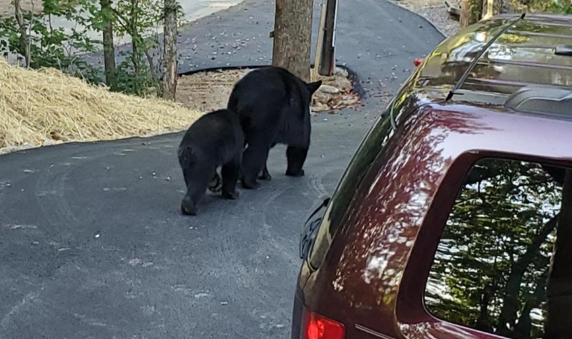 Vila Can'T "Bear" To Leave Sevierville Exteriér fotografie